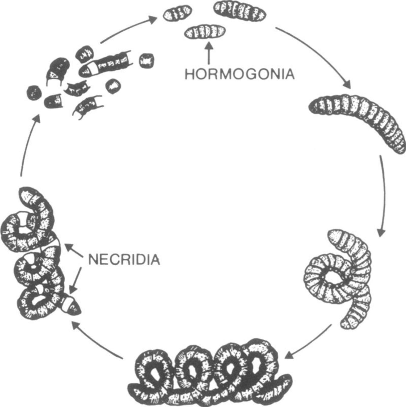 对硒产品的研究（硒的研究历程）-硒宝网