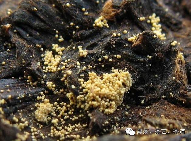 哪种含硒产品好（含硒高的产品）-硒宝网