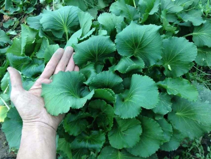 硒能生物的产品(硒生物素片起什么作用)-硒宝网