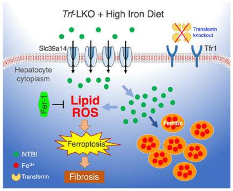 有液体硒产品吗(液体硒元素)-硒宝网