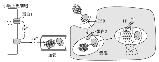 有液体硒产品吗(液体硒元素)-硒宝网