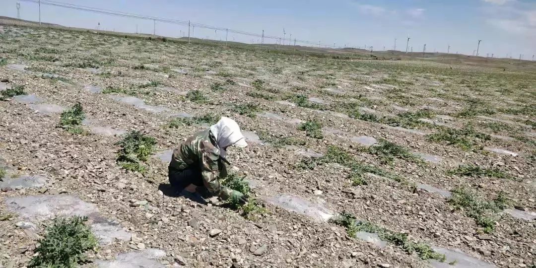 市面上的硒产品（硒在食品中的应用及发展前景）-硒宝网