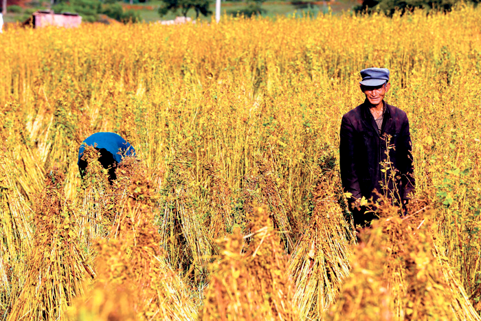 农产品中硒含量(农产品硒含量标准)-硒宝网