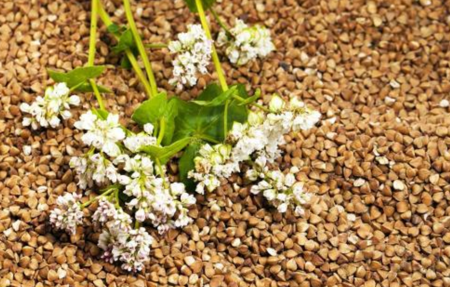 农产品中硒含量(农产品硒含量标准)-硒宝网