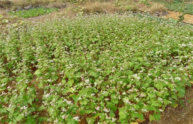 农产品中硒含量(农产品硒含量标准)-硒宝网