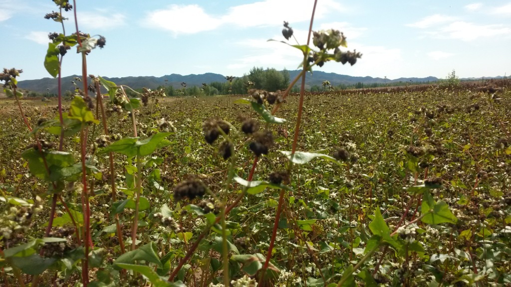 农产品中硒含量(农产品硒含量标准)-硒宝网
