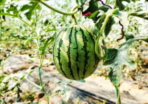 山东硒为贵产品(山东富硒)-硒宝网