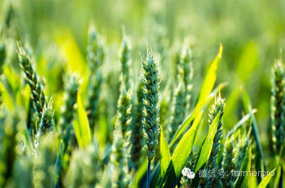 上海富硒农产品（富硒农产品企业）-硒宝网