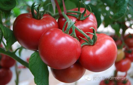 上海富硒农产品（富硒农产品企业）-硒宝网