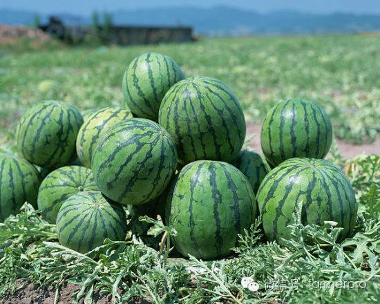 上海富硒农产品（富硒农产品企业）-硒宝网