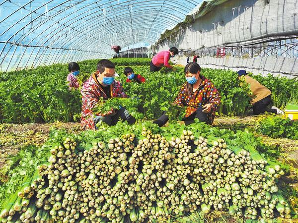 肇东硒望农产品（硒望之田）-硒宝网