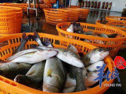 珍硒特色农产品（珍硒源农业）-硒宝网