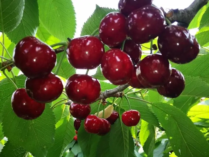 农产品含硒测试（农作物含硒）-硒宝网