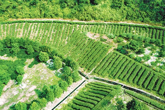 中国含硒农产品(中国含硒产品排行榜)-硒宝网