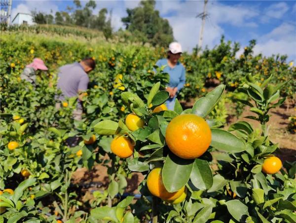 湖北硒盟农产品(湖北硒盟健康科技有限公司)-硒宝网