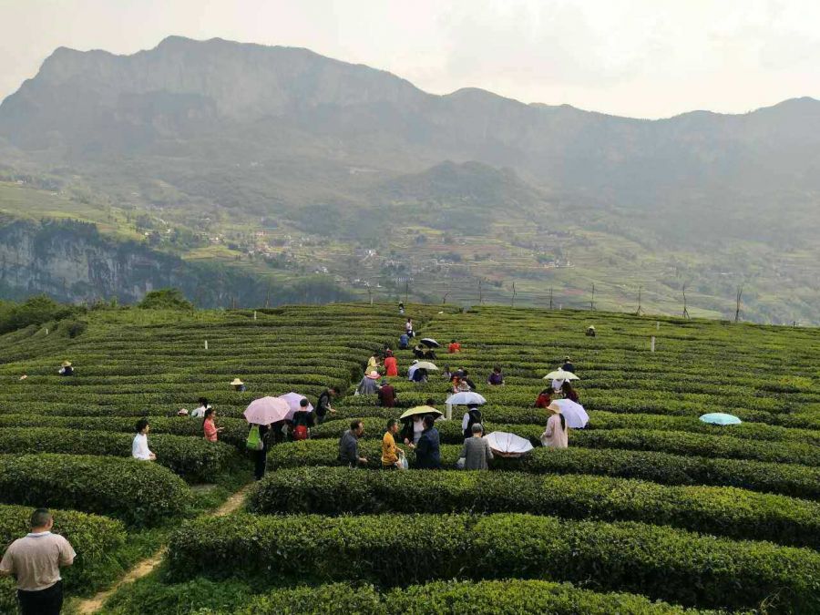 华中富硒农产品(中农富硒工程)-硒宝网