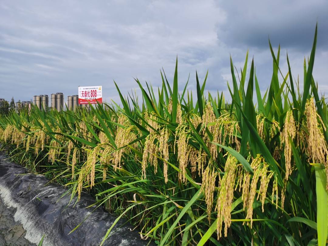 赵其国与硒产品(硒类产品)-硒宝网