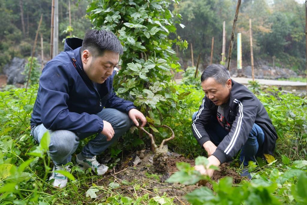 巴东富硒农产品(巴东富硒大米)-硒宝网
