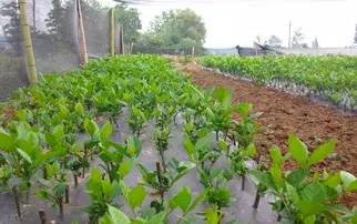 中科大硒谷产品(中科大硒谷科技)-硒宝网