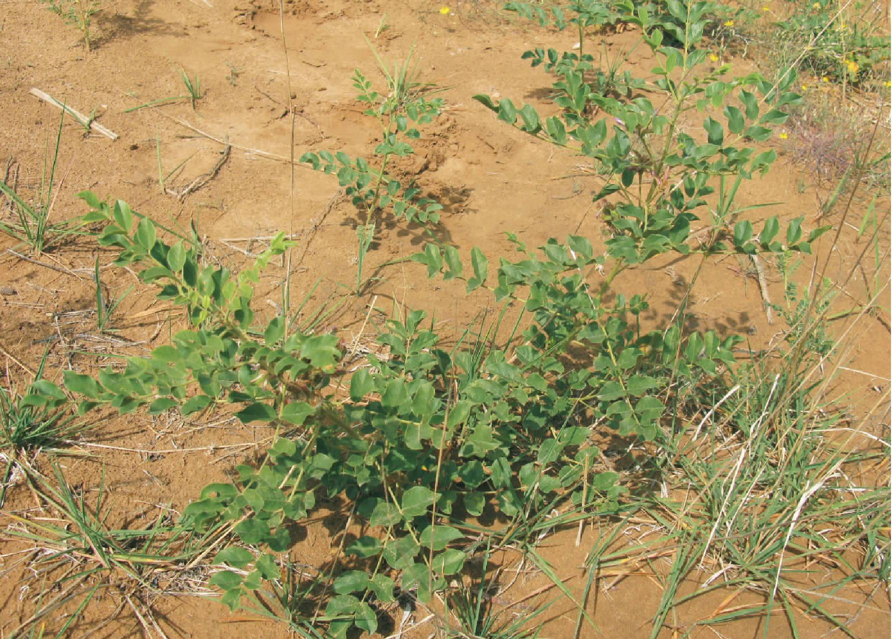 塬头贡的硒产品(塬头贡产品多少钱)-硒宝网