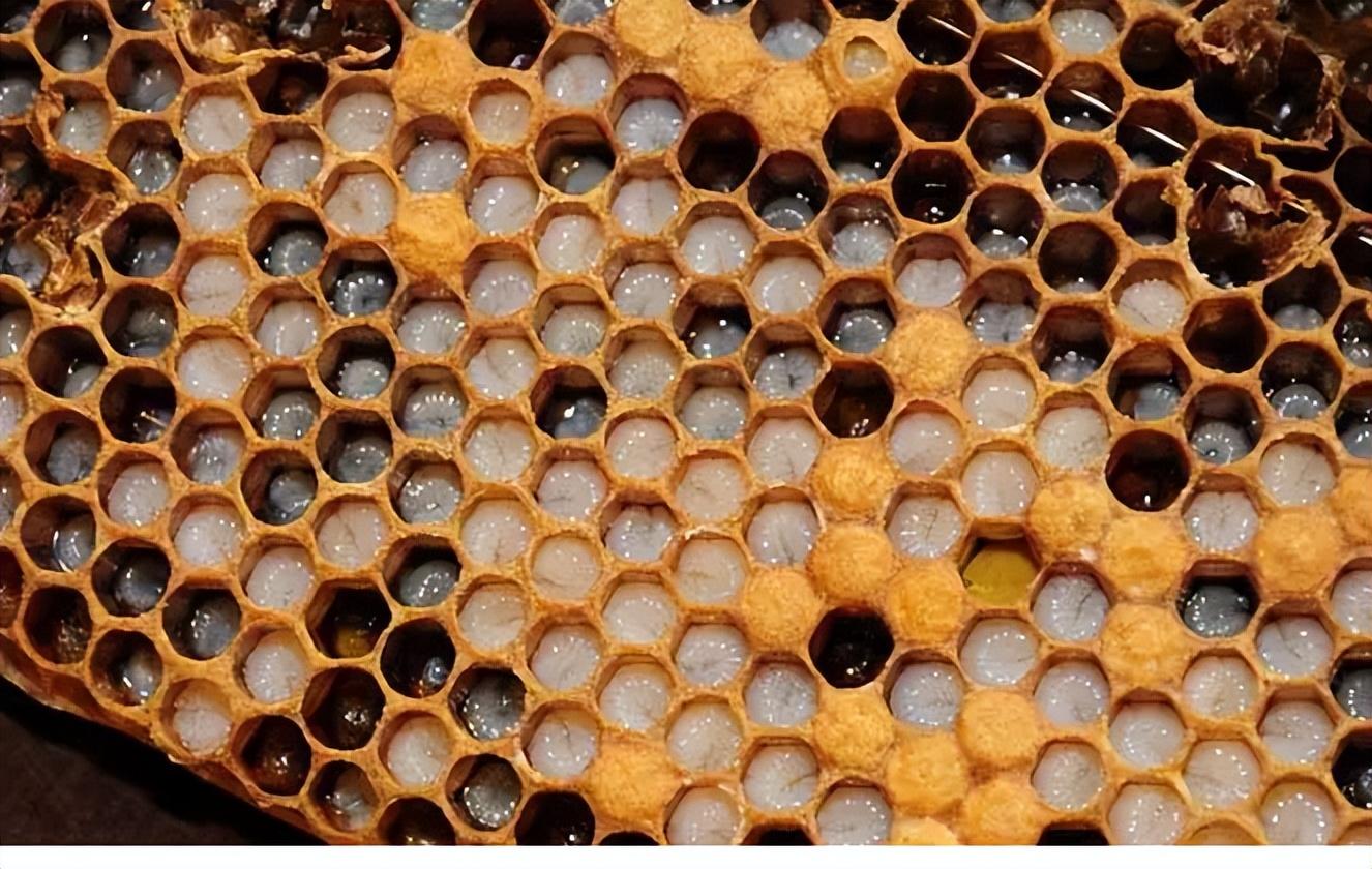 佳硒亚官网产品(亚佳集团)-硒宝网