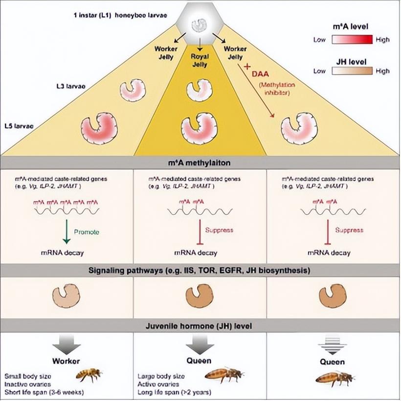 佳硒亚官网产品(亚佳集团)-硒宝网