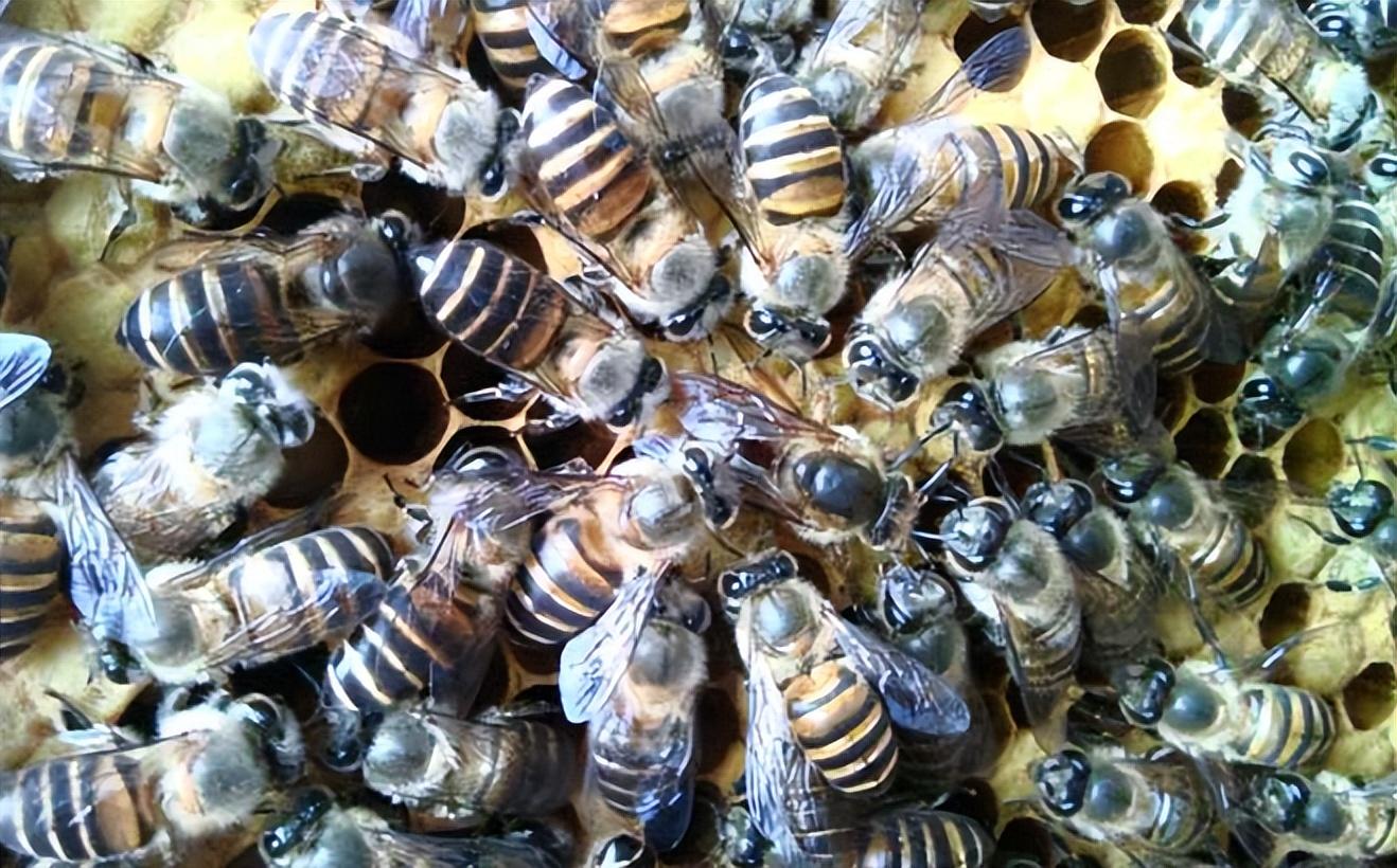 佳硒亚官网产品(亚佳集团)-硒宝网