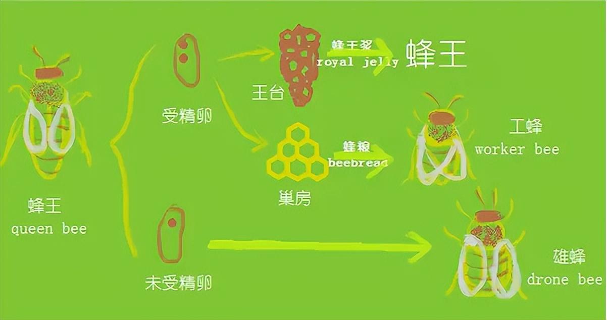 佳硒亚官网产品(亚佳集团)-硒宝网