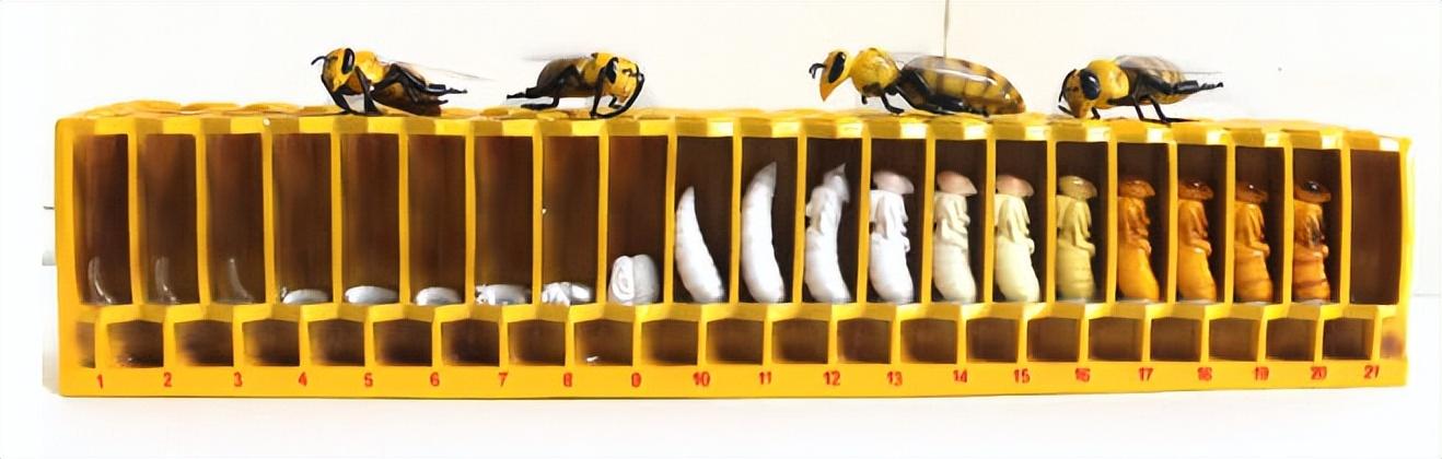 佳硒亚官网产品(亚佳集团)-硒宝网