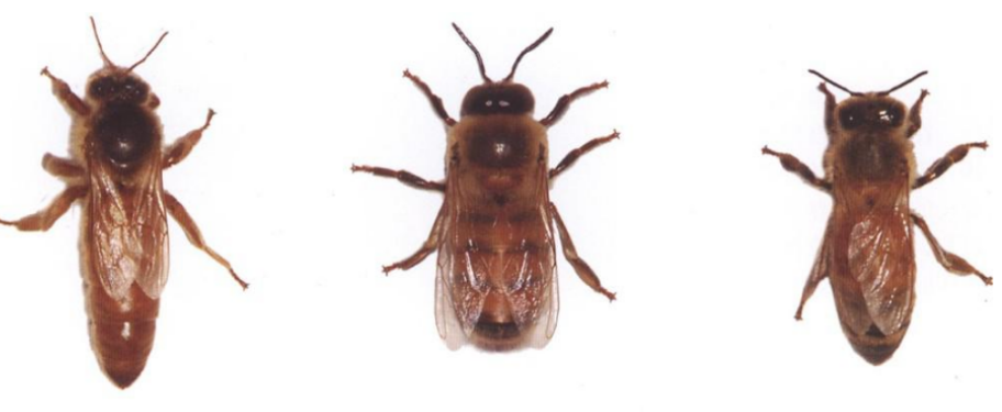 佳硒亚官网产品(亚佳集团)-硒宝网