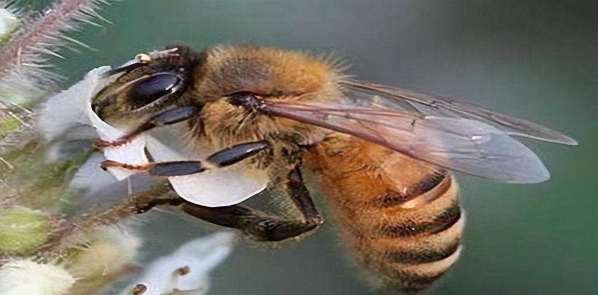 佳硒亚官网产品(亚佳集团)-硒宝网