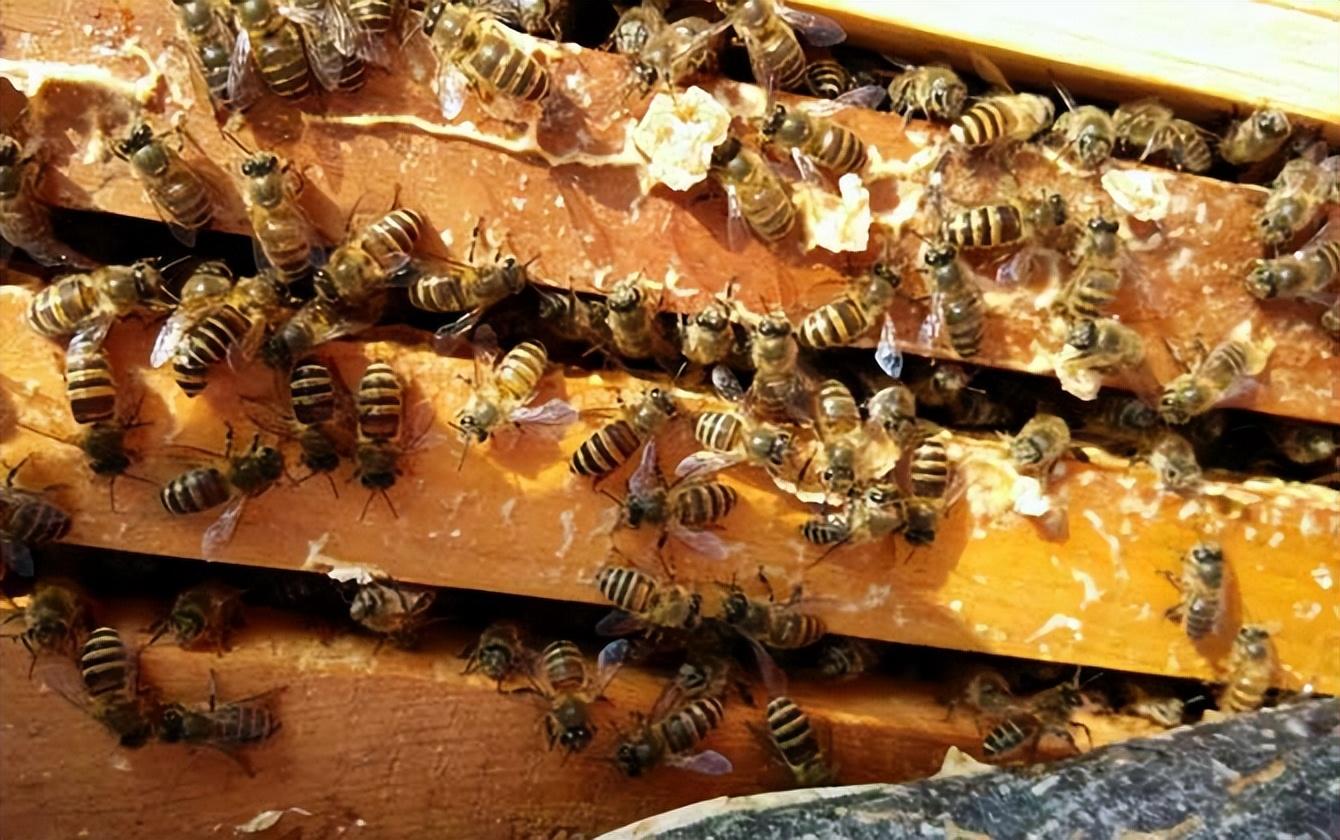 佳硒亚官网产品(亚佳集团)-硒宝网