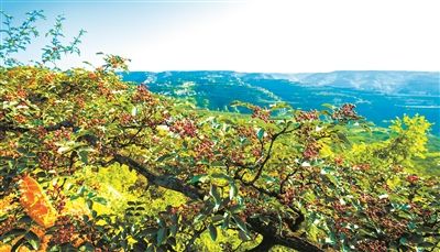 好硒农产品颁奖(硒十大荣誉)-硒宝网