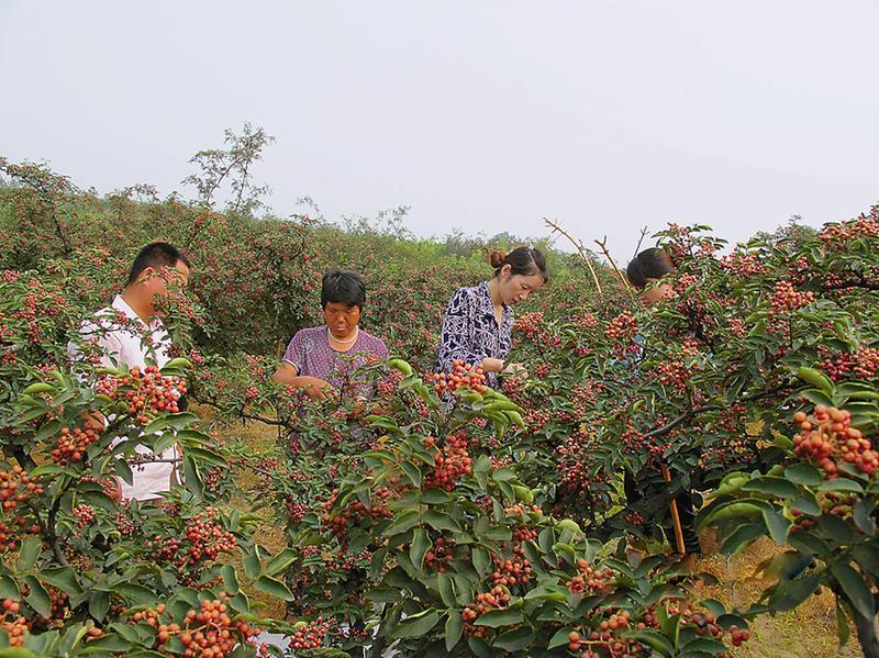 好硒农产品颁奖(硒十大荣誉)-硒宝网