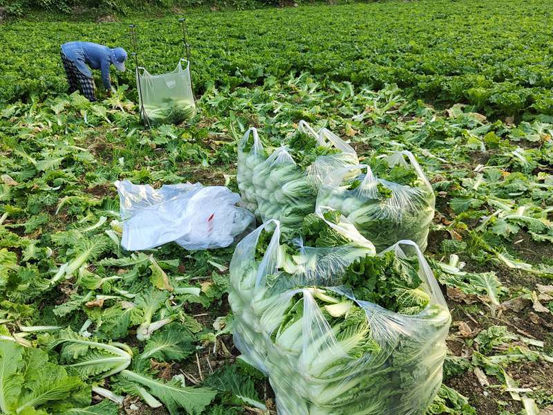 种植含硒农产品(种植含硒的农作物)-硒宝网