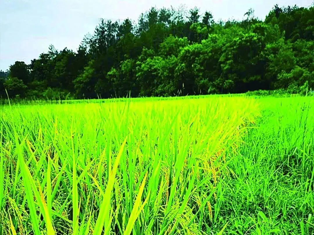 华硒生态农产品（富硒生态农业）-硒宝网