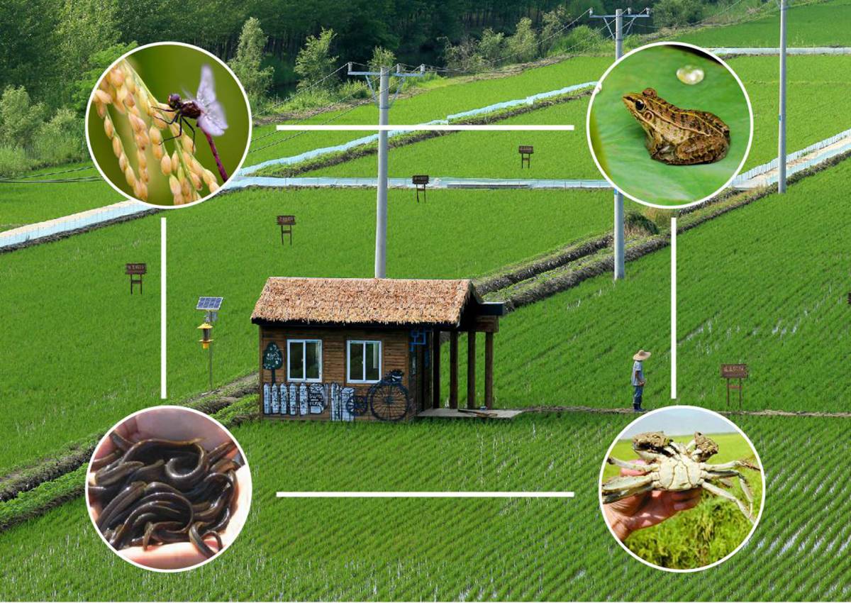 硒与安全农产品(农业用硒元素)-硒宝网