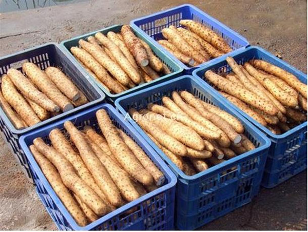 苏马荡硒农产品（避暑房是苏马荡好还是花硒谷好）-硒宝网