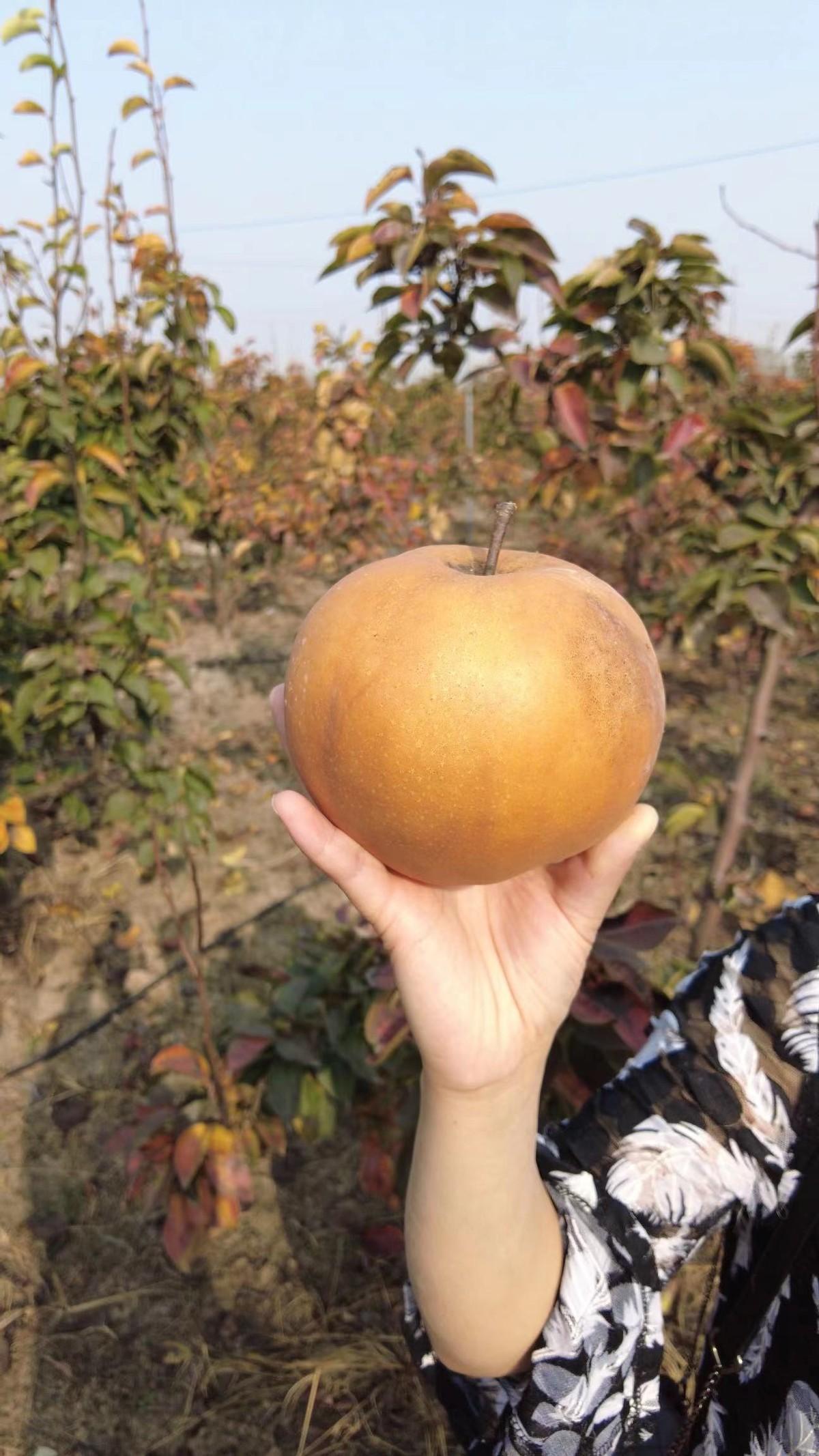 果味硒农副产品(富硒农产品含量标准)-硒宝网