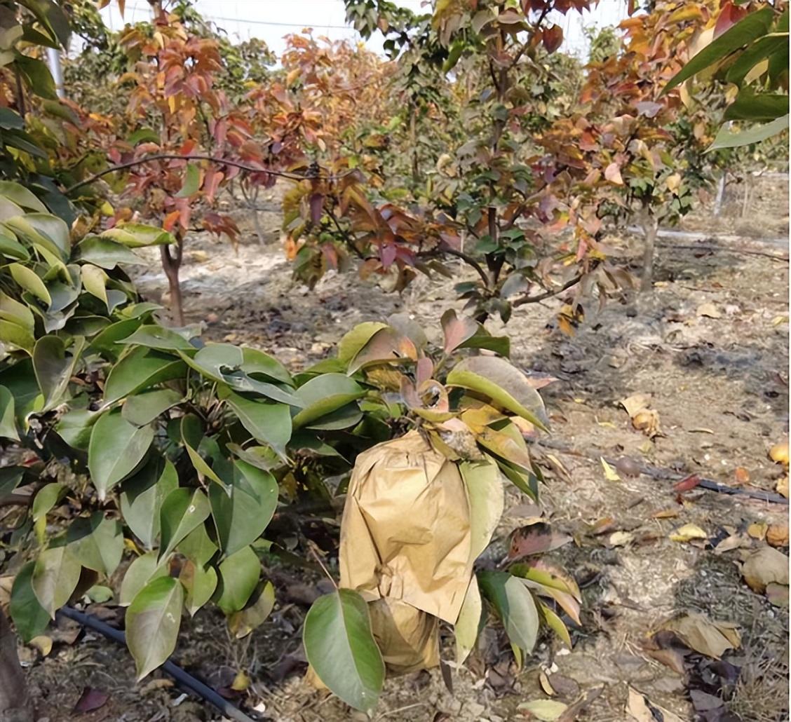 果味硒农副产品(富硒农产品含量标准)-硒宝网