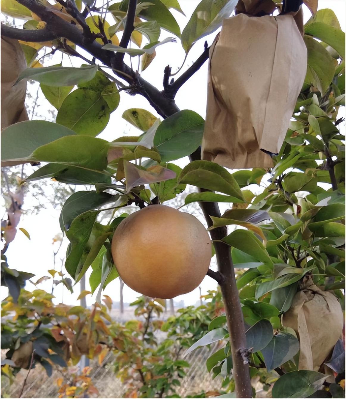 果味硒农副产品(富硒农产品含量标准)-硒宝网