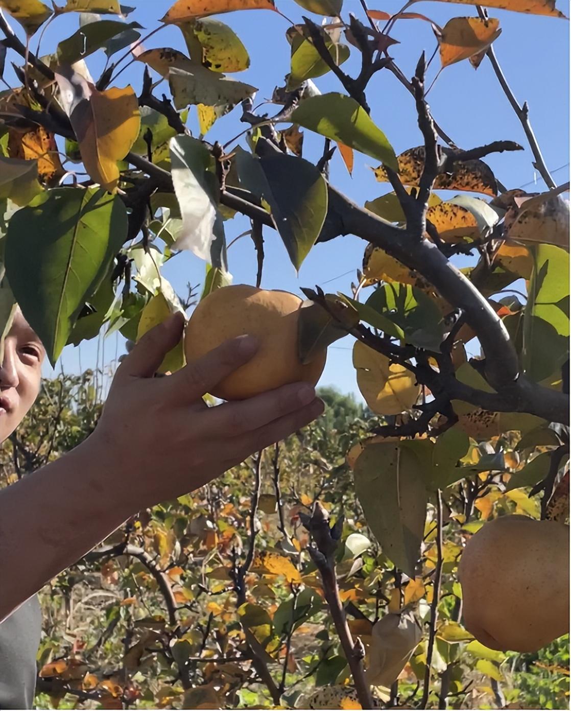 果味硒农副产品(富硒农产品含量标准)-硒宝网