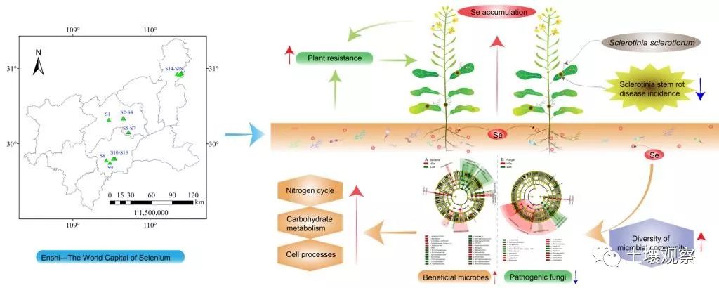 硒与安全农产品(功能农业硒)-硒宝网