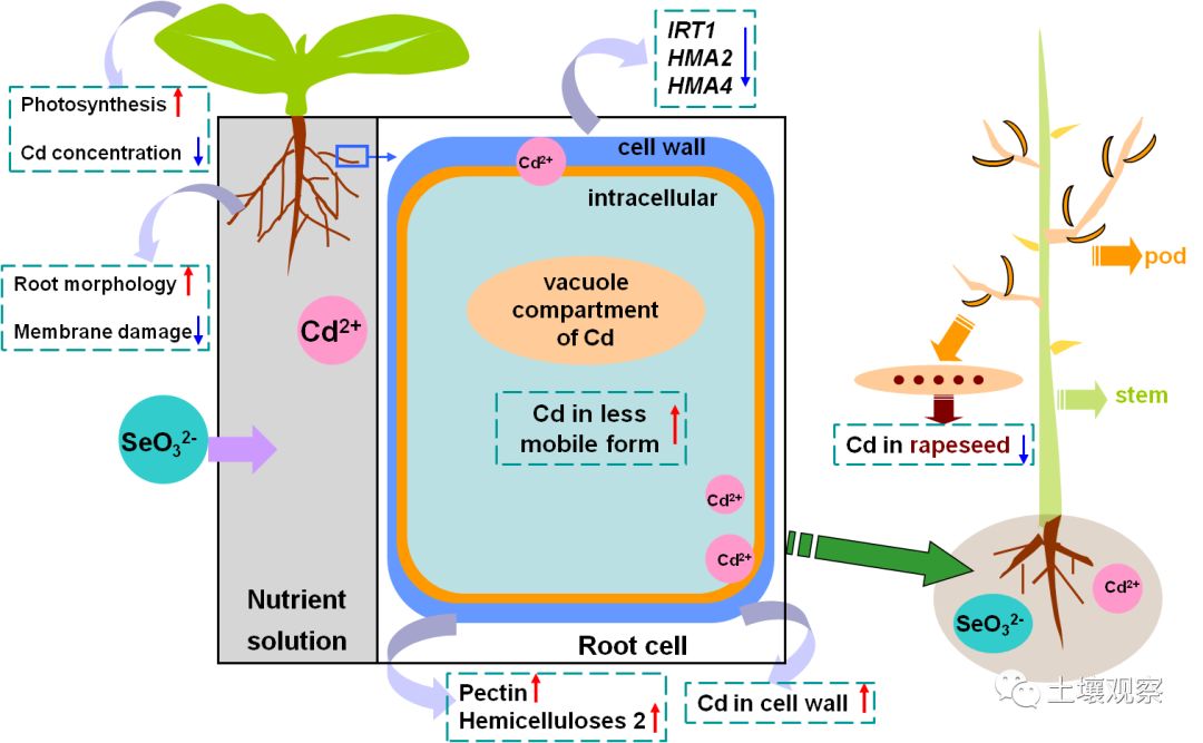 硒与安全农产品(功能农业硒)-硒宝网