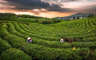巫溪县硒农产品(巫溪茶叶)-硒宝网