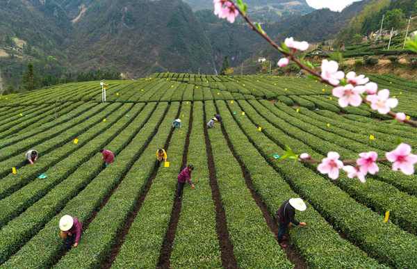 巫溪县硒农产品(巫溪茶叶)-硒宝网