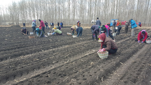 硒之源农副产品（富硒农副产品硒含量稳定吗）-硒宝网