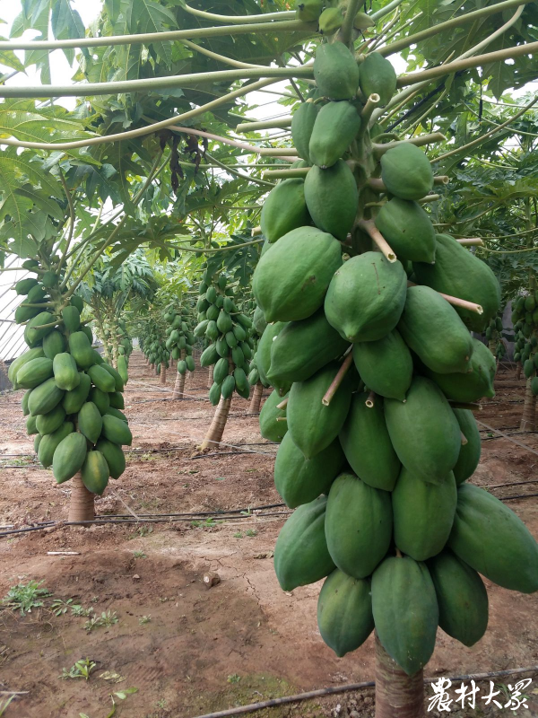 果味硒农副产品（硒水果）-硒宝网