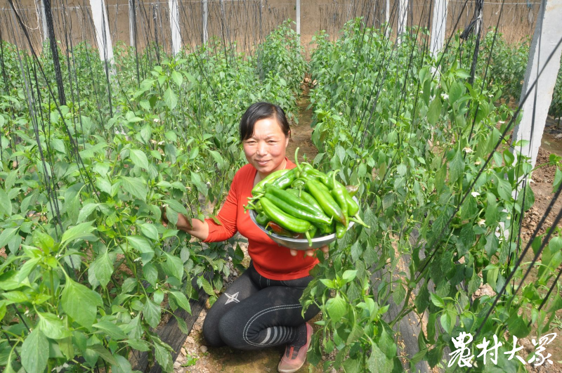 果味硒农副产品（硒水果）-硒宝网