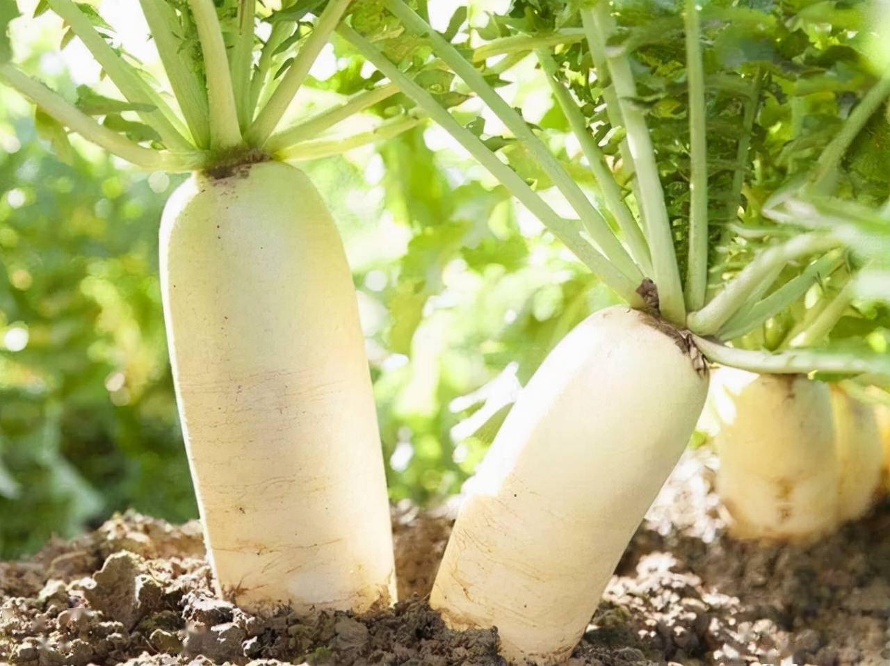 硒维康能吃多久(吃硒维康能提高免疫力吗)-硒宝网